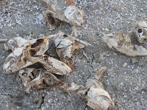 Salton Sea Area - 2015-2020 Photos (newer photo)